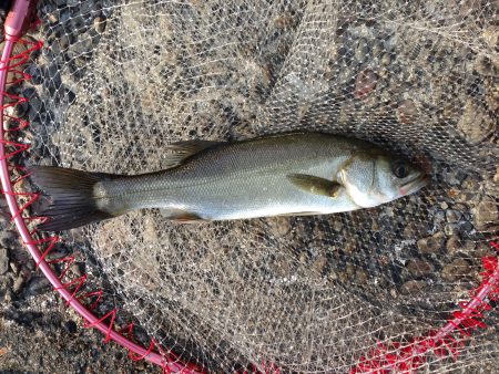 南港でエビ撒き! サイズが…